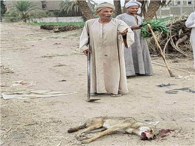 بالفأس..مسن يقتل ذئب مفترس هاجم أهالي قرية في قنا
