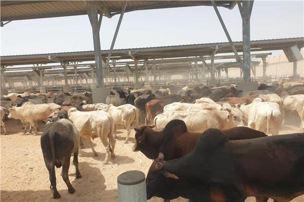 "التموين" تتعاقد على استيراد لحوم حية ومجمدة من 5 دول