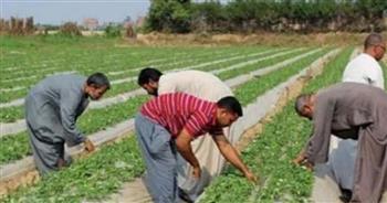 أستاذ اقتصاد زراعي: الدولة أولت اهتمامًا بالزراعة من خلال 3 محاور