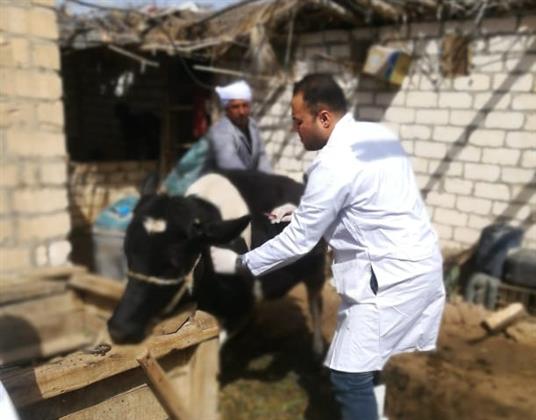 انطلاق الحملة القومية للتحصين ضد مرضي الحمى القلاعية وحمى الوادى المتصدع بمطروح