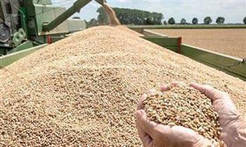   غرفة صناعة الحبوب: ارتفاع معدلات توريد القمح المحلي لـ 3.8 مليون طن 
