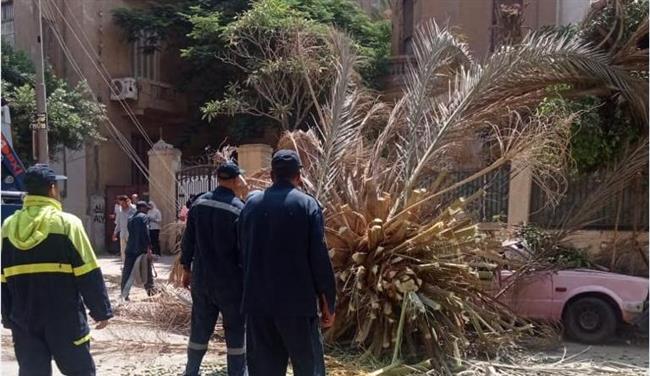 "التنمية المحلية" تستجيب لشكوى ابنة شقيق "العقاد" بعد سقوط نخلة بحديقة منزله