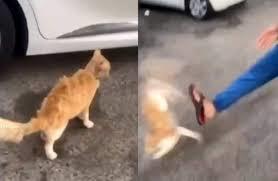 النيابة العامة تدافع عن حقوق الحيوان