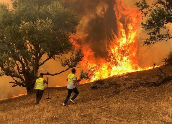 مصرع 15 شخصا وإصابة 26 جراء حرائق الغابات بالجزائر
