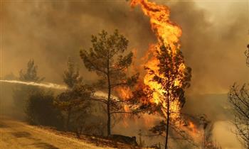   صحيفة يونانية: حرائق الغابات تلتهم مزارع ومصانع في جميع أنحاء البلاد