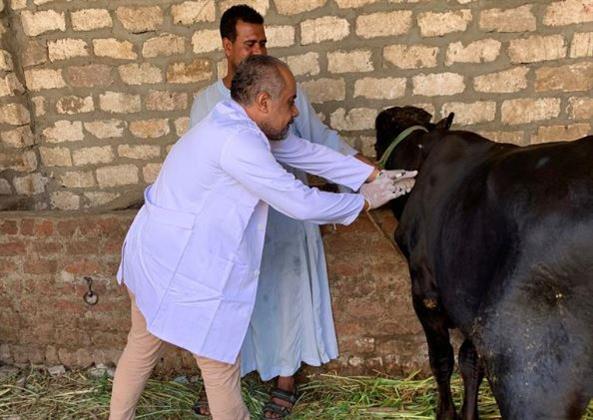 تحصين 24 ألف رأس ماشية ضد الحمى القلاعية والوادى المتصدع بقنا 