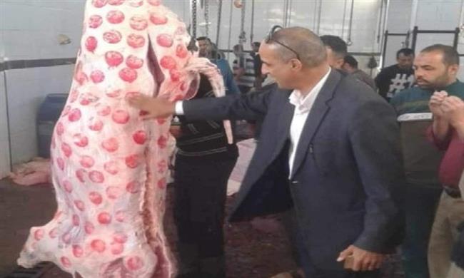 العيد في المنيا.. ذبح 853 رأس ماشية بالمجان فى المجازر الحكومية