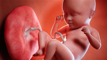   سلسلة تابعى حملك«3»: تطور الجنين فى الشهر الثالث من الحمل