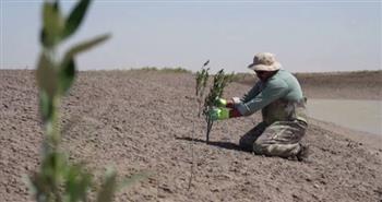   العراق يزرع غابة مانجروف لمكافحة تغير المناخ