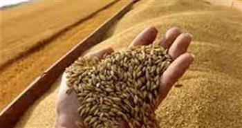 محافظ المنيا: تجاوزنا المستهدف توريده من القمح بنسبة 128%