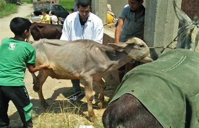 جامعة الزقازيق توجه قافلة بيطرية لقرية عزبه البوز بمركز أبو حماد 