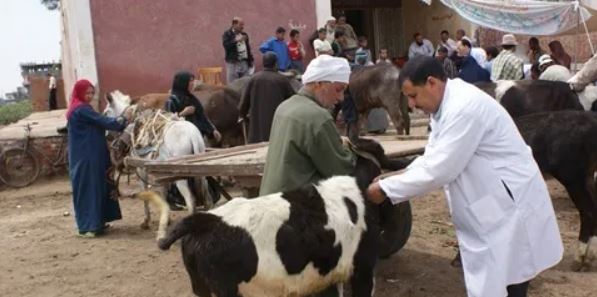 قافلة بيطرية مجانية لقرية «ادفا» تعالج 655 رأس ماشية