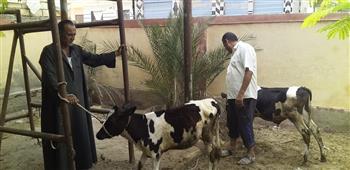 البحيرة.. قافله بيطريه مجانيه لفحص الماشية بوادى النطرون 