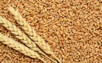   "الأغذية العالمي" تحذر من ارتفاع أسعار الحبوب: سيؤدي لأزمة مالية كبيرة