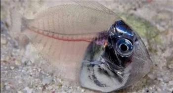   حقيقة ظهور سمك زجاجي في مرسى علم.. فيديو
