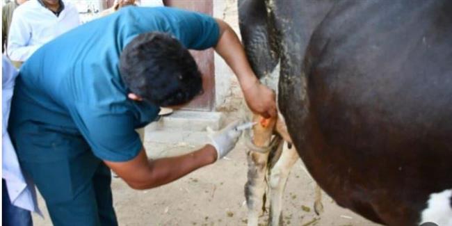 مجانا .. علاج و تحصين 1770 رأس ماشية بوادي النطرون