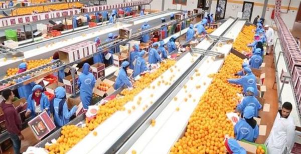 ارتفاع صادرات مصر من "الصناعات الغذائية" لـ2.6 مليار دولار خلال 7 شهور