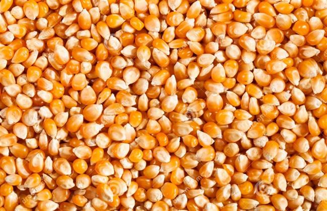 "تموين الدقهلية" تضبط 7 أطنان أعلاف وذرة صفراء بالسنبلاوين