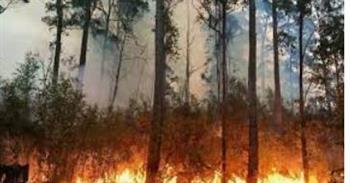"الطوارئ الروسية": استقرار الأوضاع في تركيا عقب حرائق الغابات