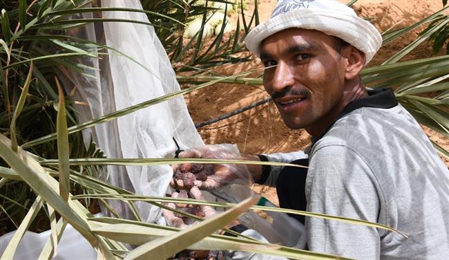 ماذا قال عمال جني البلح بتوشكى؟