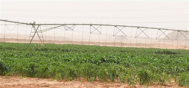 حسن أبو اليسر: 4 مراكز ومعامل بحثية تشارك في استصلاح الأراضي بمزارع توشكى