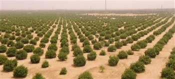   "الوطنية لاستصلاح الأراضي الصحراوية": الهيئة الهندسية لعبت دورا كبيرا في إحياء مشروع توشكى