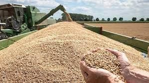   زيادة واردات المغرب من القمح اللين إلى 5 ملايين طن بسبب الجفاف