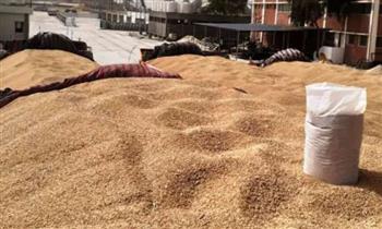   محافظة الغربية: تحقيق المستهدف من توريد القمح بنسبة 99%