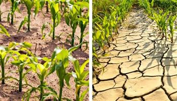   "الحر وسنينه".. تأثير التغيرات المناخية على المحاصيل الزراعية