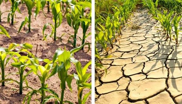 "الحر وسنينه".. تأثير التغيرات المناخية على المحاصيل الزراعية