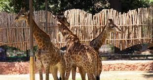   مصر تطلب استضافة اجتماع الاتحاد الأفريقي لحدائق الحيوان عام 2025 