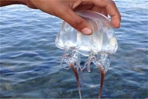 لسعة قنديل البحر.. روشتة سحرية لعلاجها