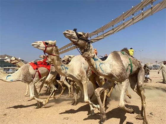 تفاصيل انطلاق مهرجان العلمين الثالث للهجن بمشاركة 900 متسابق