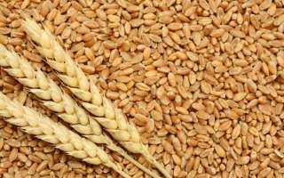 السلع التموينية: شراء 235 طن من القمح الروسي