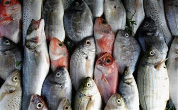   أسعار الأسماك اليوم الأربعاء 9 أغسطس