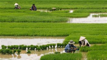   أزمة أرز في آسيا.. ارتفاع في الأسعار لأول مرة منذ 15 عاما 