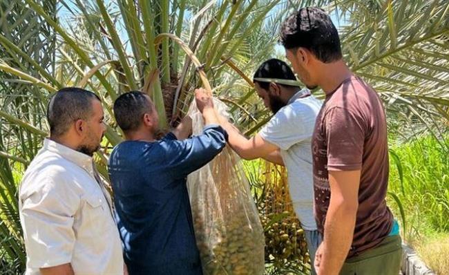 «الزراعة» تستعرض تقريرًا حول أبرز أنشطة «المركزي للنخيل» خلال أغسطس