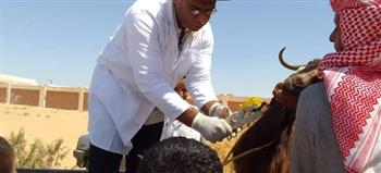   محافظ مطروح: الكشف على 2131 رأس ماشية في قافلة بيطرية في قرية بالضبعة