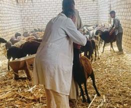   مناظرة 504 رءوس ماشية في قافلة بيطرية مجانية بقرية القمانة بنجع حمادي