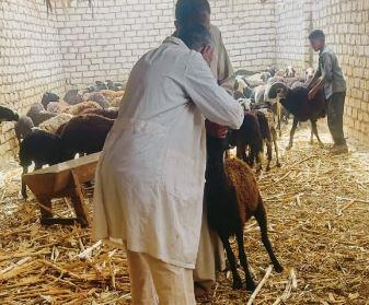 مناظرة 504 رءوس ماشية في قافلة بيطرية مجانية بقرية القمانة بنجع حمادي