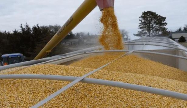 أوكرانيا تعلن جني ثمار أكثر من 33 مليون طن من الحبوب والبذور الزيتية الجديدة