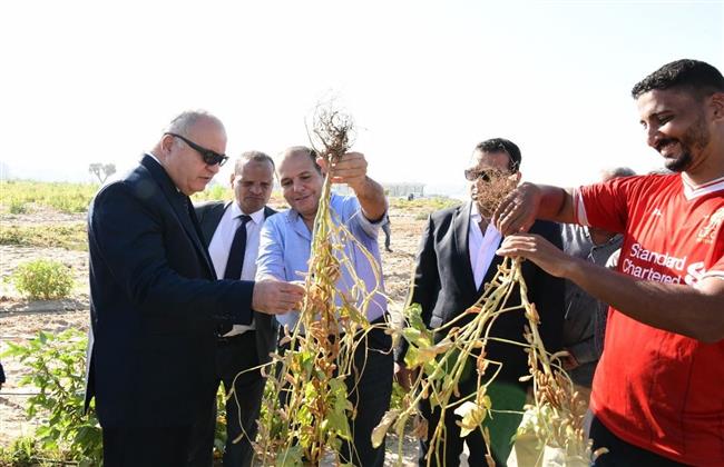 ضمن مشروع استصلاح ألف فدان.. محافظ قنا يشهد حصاد محصول فول الصويا