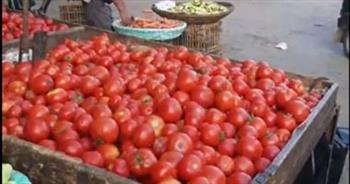   شعبة الخضروات والفاكهة تعلن عن موعد انخفاض أسعار الطماطم