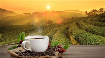 من أجل قهوة مستدامة.. الالتزام البيئي يستخدم التكنولوجيا الخضراء في صناعة البن