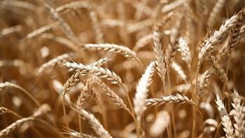   سلوفاكيا وأوكرانيا تتفقان على نظام جديد لتعزيز تجارة الحبوب والمنتجات الزراعية