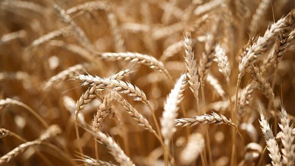 سلوفاكيا وأوكرانيا تتفقان على نظام جديد لتعزيز تجارة الحبوب والمنتجات الزراعية