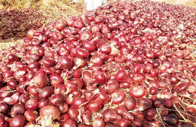 الحكومة: لا صحة لإلغاء قرار مجلس الوزراء بحظر تصدير البصل لمدة ثلاثة أشهر