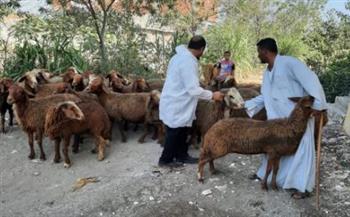 بيطرى البحيرة..علاج 53 ألف رأس ماشية 