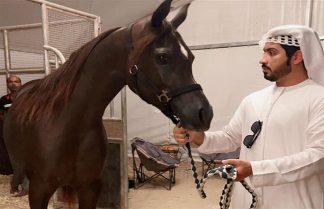 محمد شملان يستعرض خطوات تهيئة الخيول للاشتراك في مسابقات الفروسية