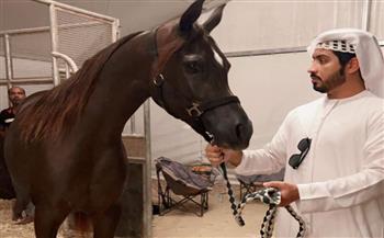  محمد شملان يستعرض خطوات تهيئة الخيول للاشتراك في مسابقات الفروسية
